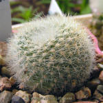 Brasilicactus haselbergii