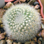 Brasilicactus haselbergii