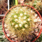 Coleocephalocereus aureus