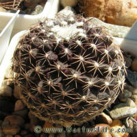 Copiapoa humilis FR464