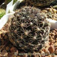 Copiapoa humilis FR464