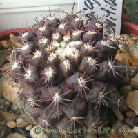 Copiapoa humilis KK1709