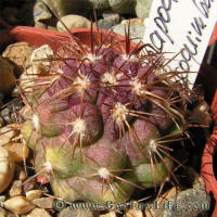 Copiapoa pseudocoquimbana KK86