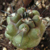 Copiapoa echinoides