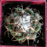 Coryphantha bumamma