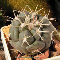 Coryphantha poselgeriana valida SB288