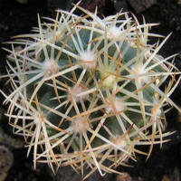 Coryphantha radians