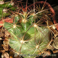 Coryphantha ramillosa SB908