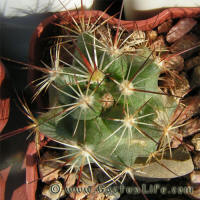 Coryphantha ramillosa SB908