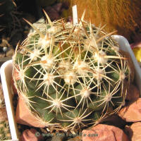 Coryphantha sulcata SB551