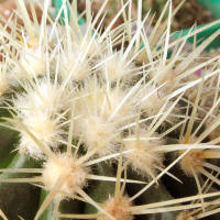 Echinocactus grusonii