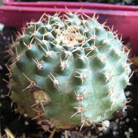 Echinocereus pulchellus