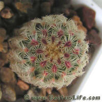 Echinocereus pectinatus var. rigidissimus SB241