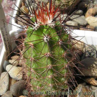 Echinocereus triglochidiatus