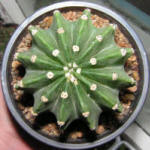 Echinopsis subdenudata