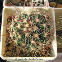 Ferocactus hamatacanthus SB393