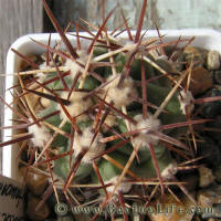 Ferocactus santamaria SB1237