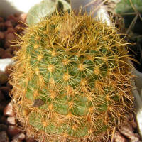 Frailea pumila