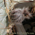 Acanthocalycium griseum P144