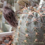 Acanthocalycium griseum P144