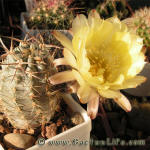 Acanthocalycium griseum P144