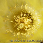 Acanthocalycium griseum P144