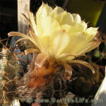 Acanthocalycium griseum P144