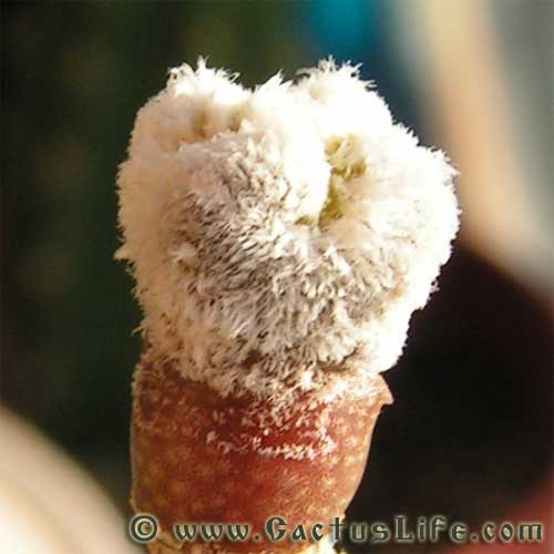 Astrophytum myriostigma cv. `Onzuka`