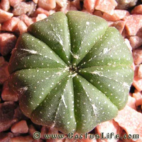 Astrophytum asterias
