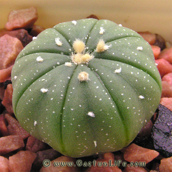 Astrophytum asterias