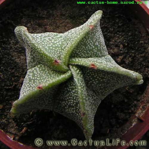 Astrophytum Myriostigma