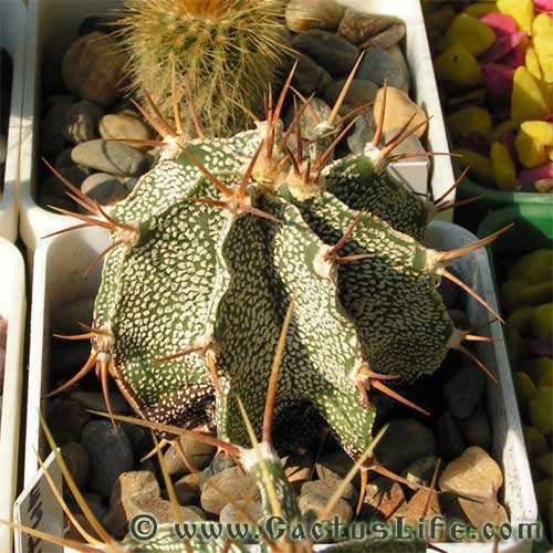 Astrophytum ornatum