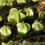 Astrophytum capricorne