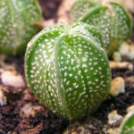 Astrophytum capricorne