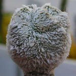 Astrophytum myriostigma cv. `Onzuka`