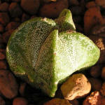 Astrophytum myriostigma v. quadricostatum