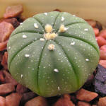 Astrophytum asterias