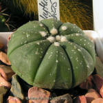 Astrophytum asterias Gonzales