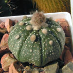 Astrophytum asterias Gonzales