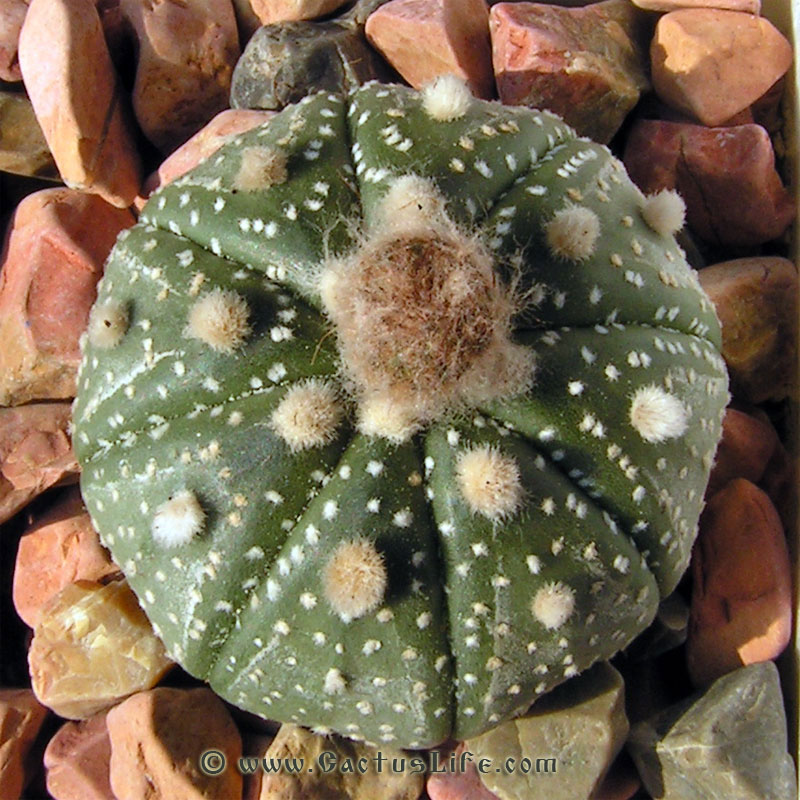 Astrophytum asterias Gonzales