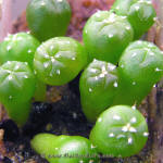 Astrophytum asterias cv. 'Nohakuten'