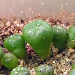 Astrophytum asterias Texas