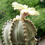 Astrophytum asterias Texas