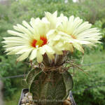 Astrophytum capricorne