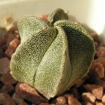 Astrophytum coahuilense