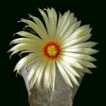 Astrophytum coahuilense