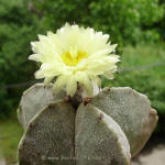 Astrophytum Myriostigma