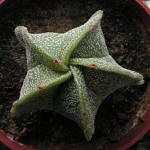 Astrophytum Myriostigma