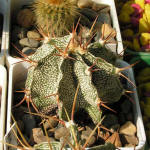 Astrophytum Ornatum