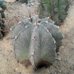 Astrophytum Ornatum